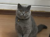 British Shorthair kızıma ilk eş adayı arıyorum.
