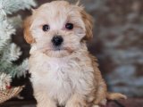 Maltipoo Harikalar Diyarı: Yavrular Satışa Sunuldu!