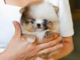 Pomeranian Boo: Sevgi Dolu Bakıcılar Arıyor!