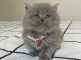Safkan British Longhair Yavrumuz