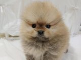 Minik Dünya Yolcusu: Pomeranian Boo Yavrularıyla Keşfe Çıkın