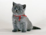 British Shorthair Yavruları: Evlerini Şenlendirmeye Hazır!