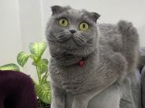 Scottish Fold kızımız Mia’ya eş arıyoruz