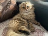 Scottish fold golden kızımıza eş arıyoruz