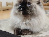 4 yaşında british longhair kızıma eş arıyoruz
