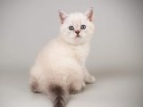 Güzel Bir Arkadaşlık Başlıyor: British Shorthair Yavrumuz, Kalbinizi Fethedecek!