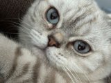 Saf kan British shorthair oğlumuz için eş arıyoruz