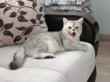 British Shorthair Silver kedimize eş arıyoruz