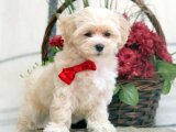 Kalpten Kalbe: Teacup Maltipoo Yavrularıyla Gerçek Sevgiyi Keşfedin!