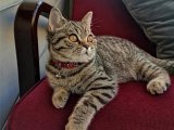 12 Aylık British Shorthair erkek kedimize eş ariyoruz.