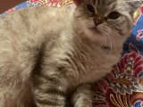 2 yaşındaki Scottish fold kedime eş arıyorum.