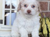 Minik Dostunuz: Maltipoo Yavruları Satışta!