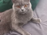 13 aylık british shorthair kızımıza es arıyoruz