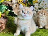 Efsanevi Güzellikte British Shorthair Kedileri: Satışta!