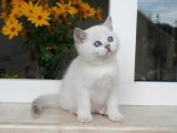 Uyandığınızda Yanınızda Olsun: Göz Alıcı British Shorthair Yavruları!