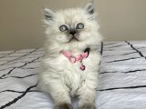 British Longhair Blue Point Yavrumuz