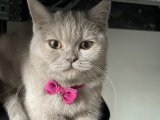 British shorthair kedimize eş arıyoruz