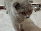Scottish Fold Kızımıza Eş Arıyoruz