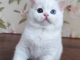 Kıvrımlı Kulaklı Arkadaşınızı Buldunuz: British Shorthair!