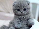 Evinizi Şenlendirecek Minik Mucize: Scottish Fold Yavru!