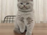 Top surat british shorthair