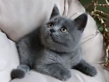 British Shorthair Kedileri Sizi Bekliyor, Kaçırmayın!