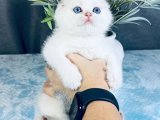 Uzun Tüylü Şefkat Paketi: Scottish Fold Yavrumuz Sizi Bekliyor!