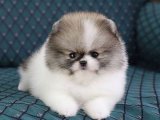 Minik Pomeranian Boo Sürprizi: Şimdi Satışta, Kaçırmayın!