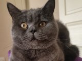 British Shorthair oğlumuza dişi arıyoruz
