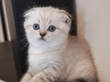 Kaliteli Genetik Miras: Scottish Fold Yavrular