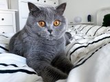 British Shorthair Dişisi Eş Arıyor - Aşkın Kapıları Sana Açık!