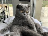 Çiftleşme İlanı: British Shorthair Dişi Kedi - Aşkın İzinde!