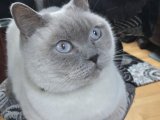 Aşkın Rengi: British Shorthair Dişi İçin Eş Arıyoruz!