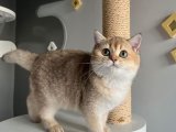 British Shorthair Dişi Kedimiz Aşkı Arıyor - Eş Aramız Başladı!