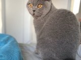 Minik Patilerle Aşk Arayışında: British Shorthair Dişi Kedi Eş Arıyor!