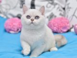 Aşk Dolu Bakışlar: Satılık British Shorthair Yavru Kedi Fırsatı!