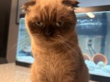 Aşkın Yolu: Scottish Fold Çiftleştirme İlanımızla Yola Çıkın