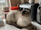 British shorthair blue point oğlumuza eş arıyoruz