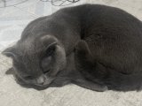 Scottish fold oğluma eş arıyorum