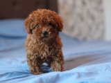 SAFKAN RED BROWN TOY POODLE YAVRULAR