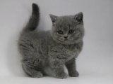 Üstün Kalite: Safkan British Shorthair Yavrular Bekliyor!