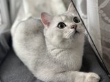 Ogluma eş arıyorum
