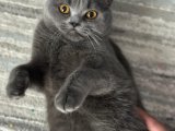 British shorthair kızımıza eş arıyoruz