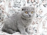 Safkan Scottish Fold Yavruları: Evinizi Sevgiyle Dolduracaklar!