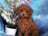 Uygun fiyatlı sağlıklı Toy Poodle erkek yavrumuz