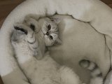 British shorthair kedime eş arıyoruz