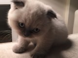 Yavrularımızla Gelen Sevgi: Scottish Fold Kedileri Şimdi Sizinle!