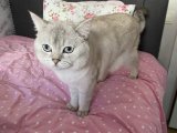 British short hair erkek 1.5 yaşında Kocaeli