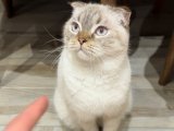 1 yaşında erkek scootish fold oğluma eş arıyorum çok uslu bir kedi