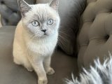 British Shorthair Blue Point kızıma eş arıyorum